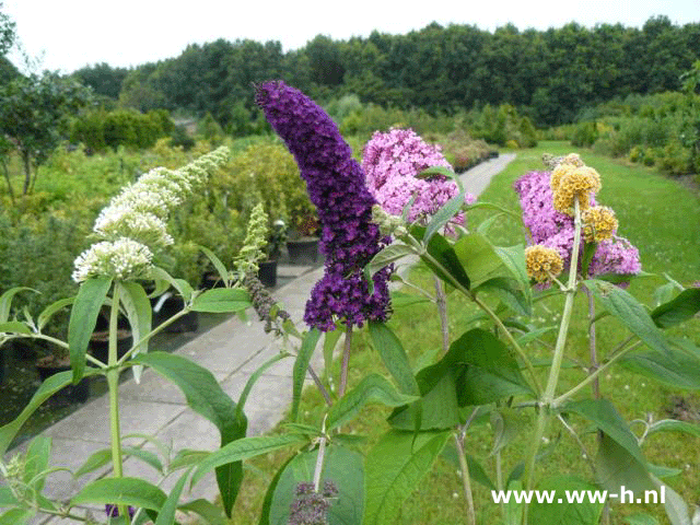 Buddleja davidii in soorten v.a. 3,99 - Klik op de afbeelding om het venster te sluiten